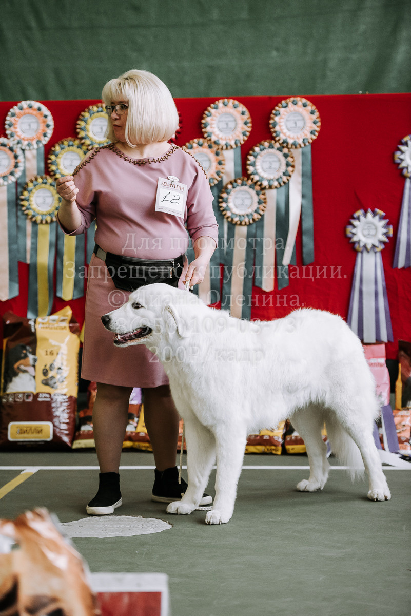 26.03.2022 Выставка собак г. Братск Континенталь. Фотограф Диана Оленина Красноярск / Братск