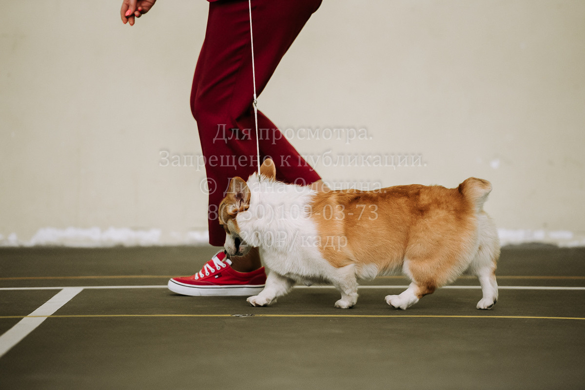 26.03.2022 Выставка собак г. Братск Континенталь. Фотограф Диана Оленина Красноярск / Братск