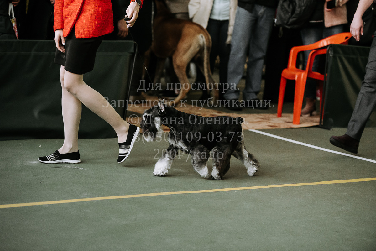 26.03.2022 Выставка собак г. Братск Континенталь. Фотограф Диана Оленина Красноярск / Братск