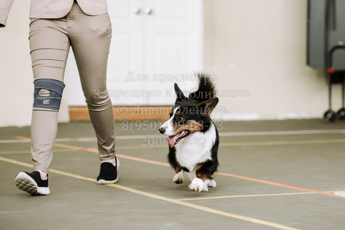 26.03.2022 Выставка собак г. Братск Континенталь. Фотограф Диана Оленина Красноярск / Братск