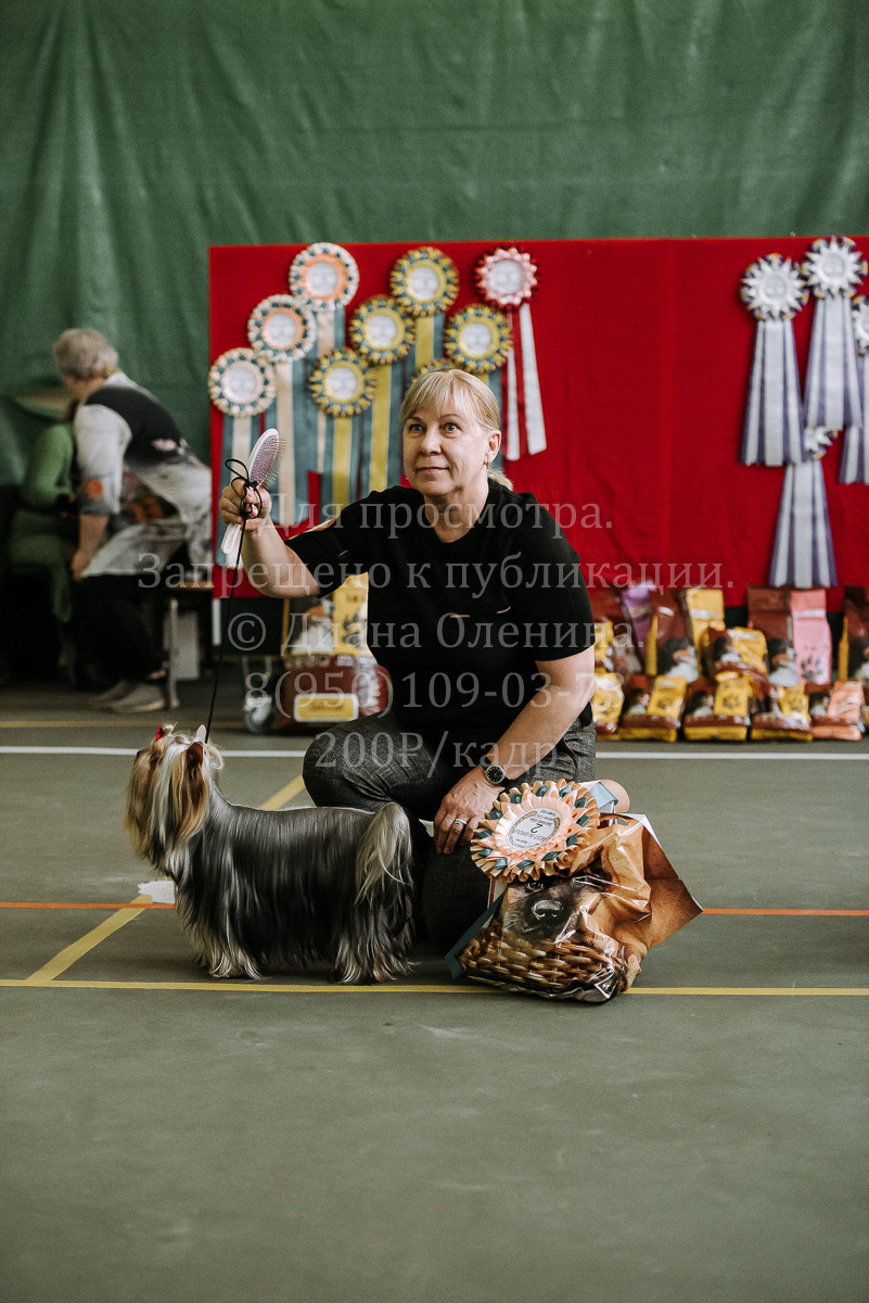 26.03.2022 Выставка собак г. Братск Континенталь. Фотограф Диана Оленина Красноярск / Братск