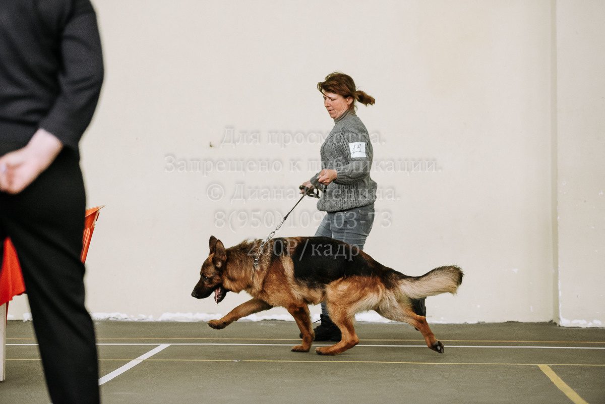 26.03.2022 Выставка собак г. Братск Континенталь. Фотограф Диана Оленина Красноярск / Братск