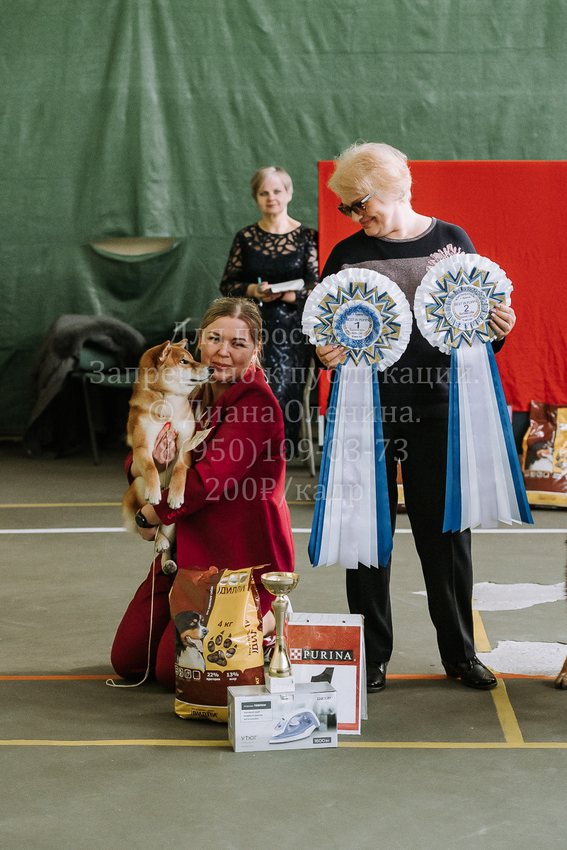 26.03.2022 Выставка собак г. Братск Континенталь. Фотограф Диана Оленина Красноярск / Братск