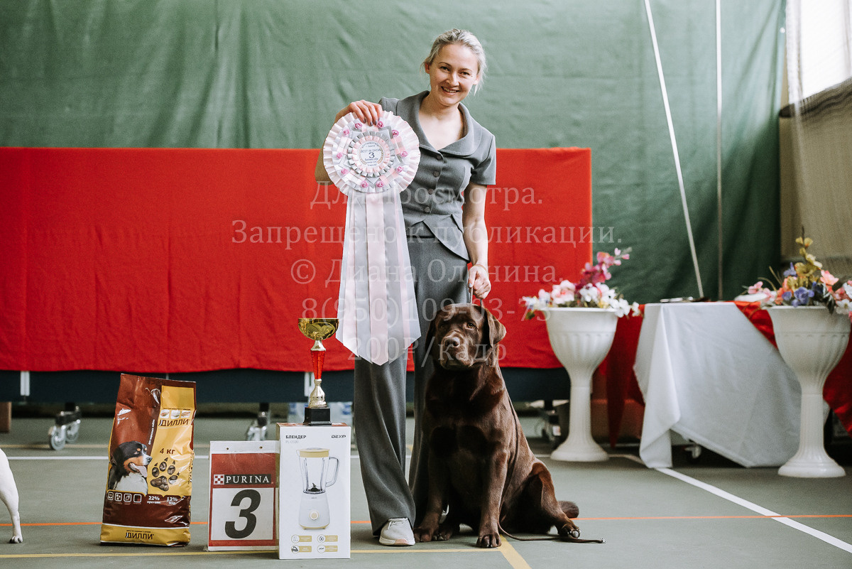26.03.2022 Выставка собак г. Братск Континенталь. Фотограф Диана Оленина Красноярск / Братск