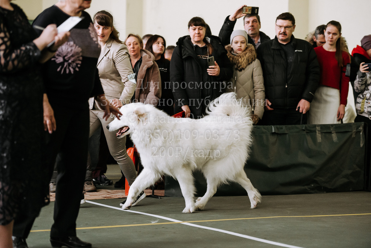 26.03.2022 Выставка собак г. Братск Континенталь. Фотограф Диана Оленина Красноярск / Братск