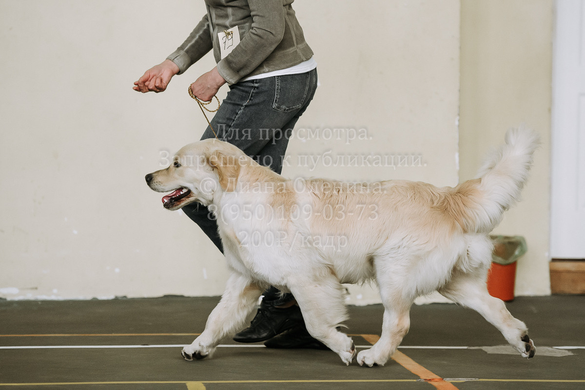 26.03.2022 Выставка собак г. Братск Континенталь. Фотограф Диана Оленина Красноярск / Братск