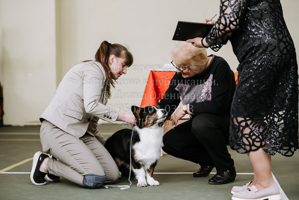 26.03.2022 Выставка собак г. Братск Континенталь. Фотограф Диана Оленина Красноярск / Братск
