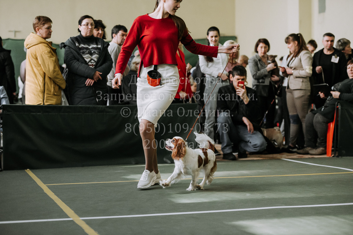 26.03.2022 Выставка собак г. Братск Континенталь. Фотограф Диана Оленина Красноярск / Братск