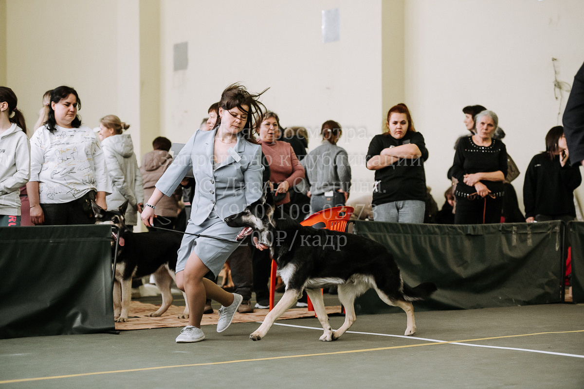 26.03.2022 Выставка собак г. Братск Континенталь. Фотограф Диана Оленина Красноярск / Братск
