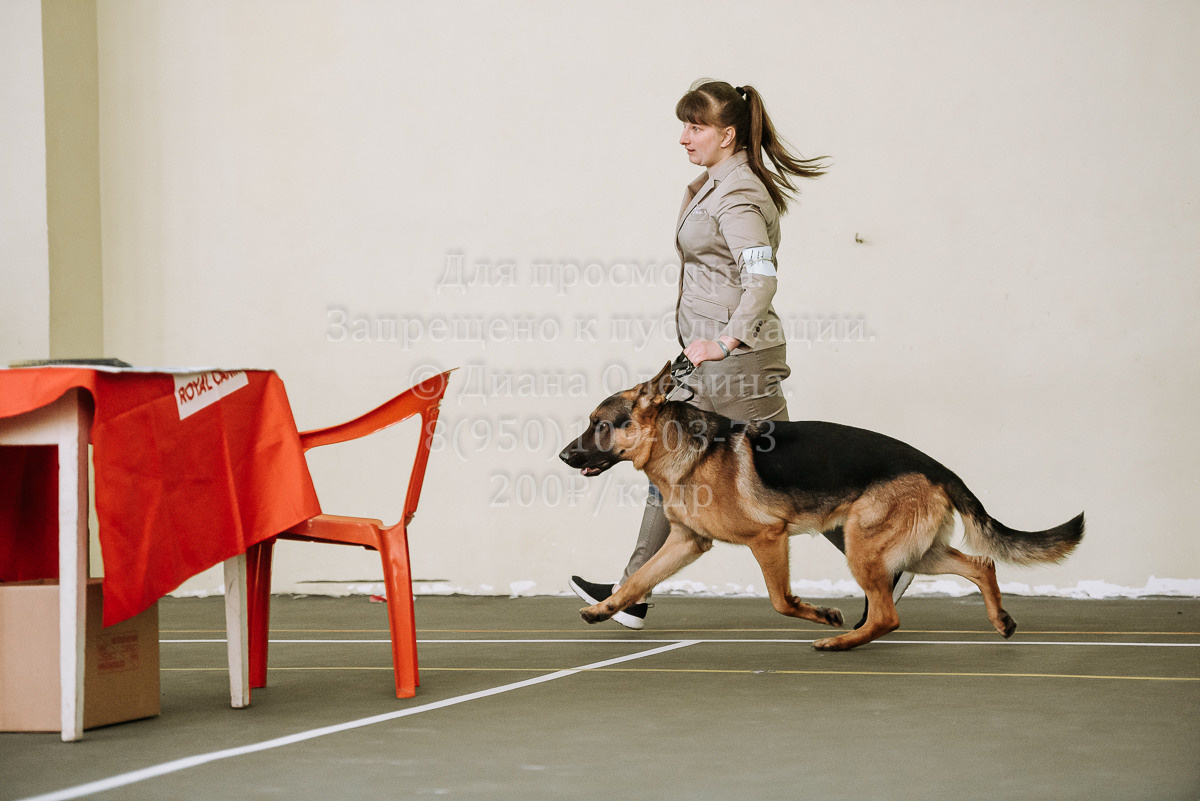 26.03.2022 Выставка собак г. Братск Континенталь. Фотограф Диана Оленина Красноярск / Братск