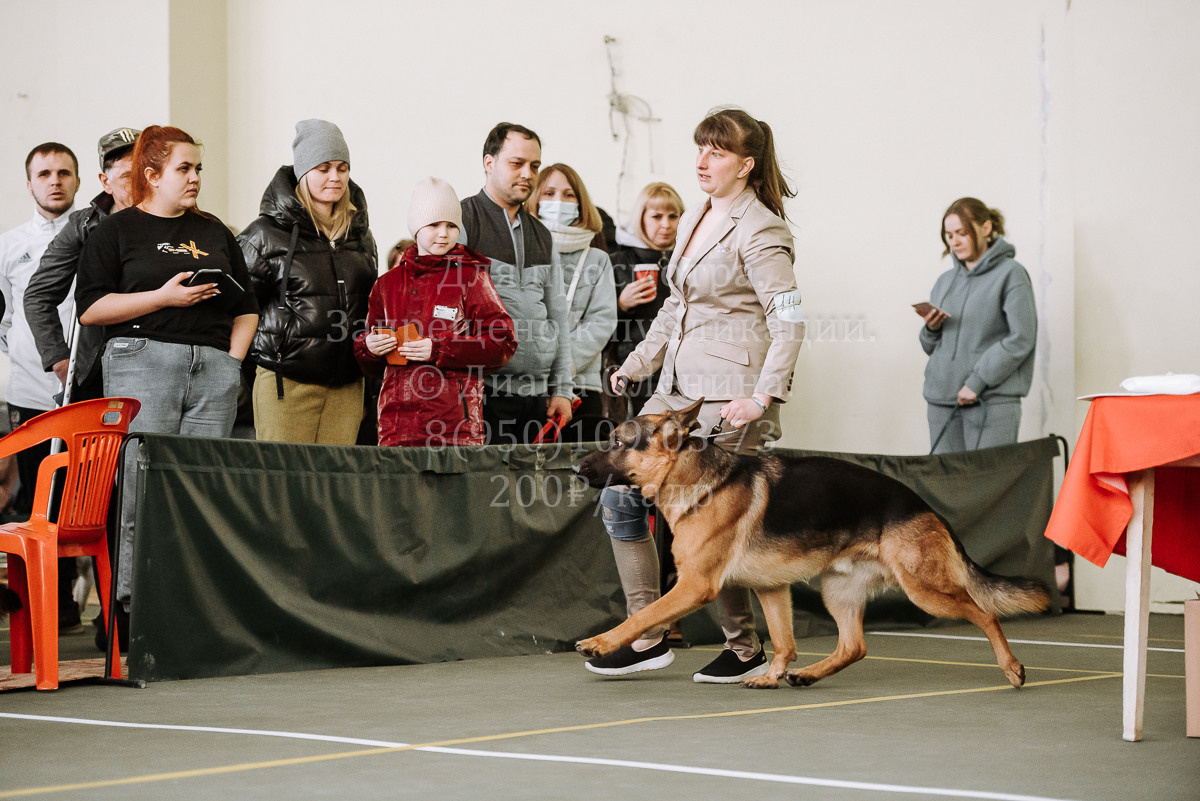 26.03.2022 Выставка собак г. Братск Континенталь. Фотограф Диана Оленина Красноярск / Братск
