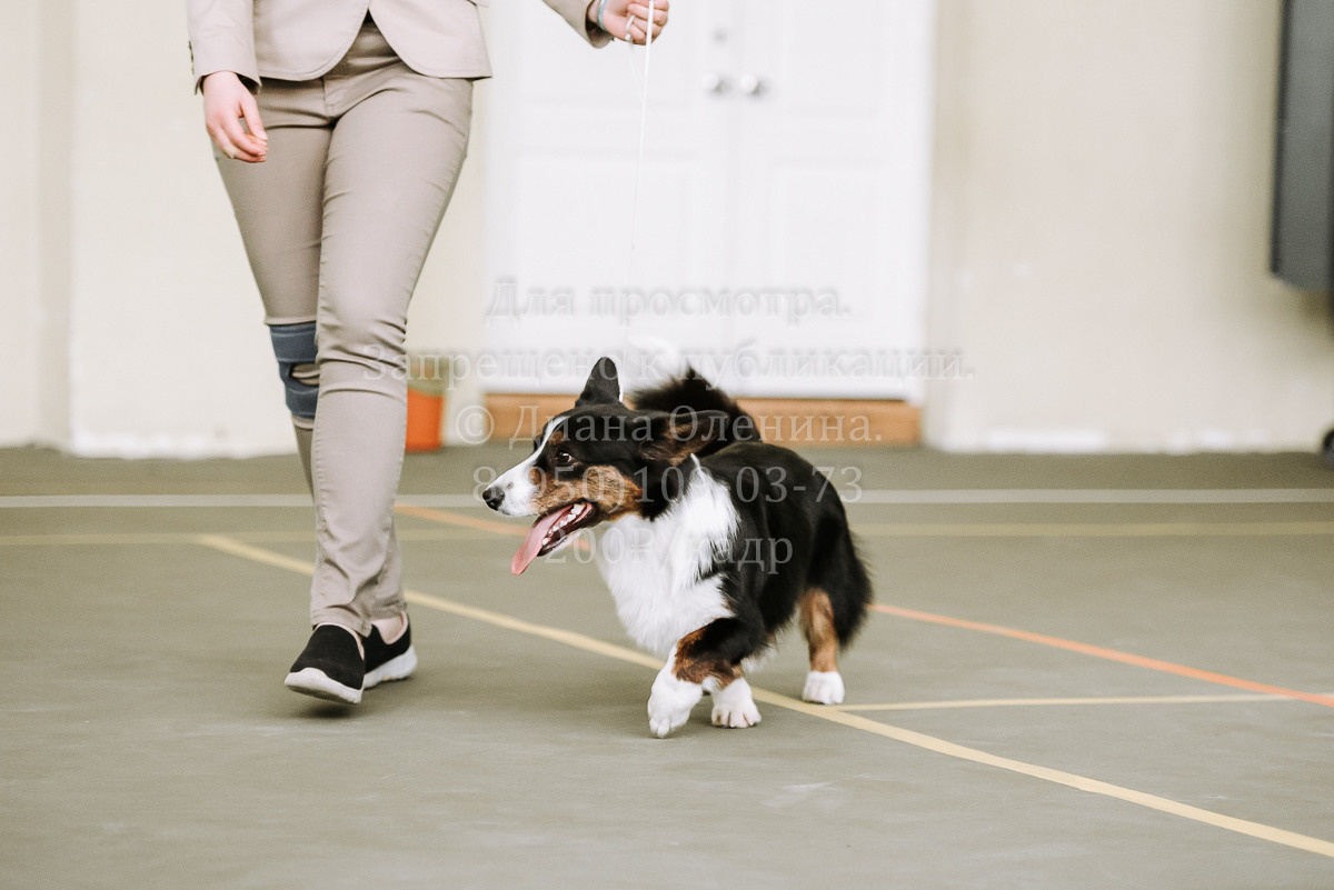 26.03.2022 Выставка собак г. Братск Континенталь. Фотограф Диана Оленина Красноярск / Братск
