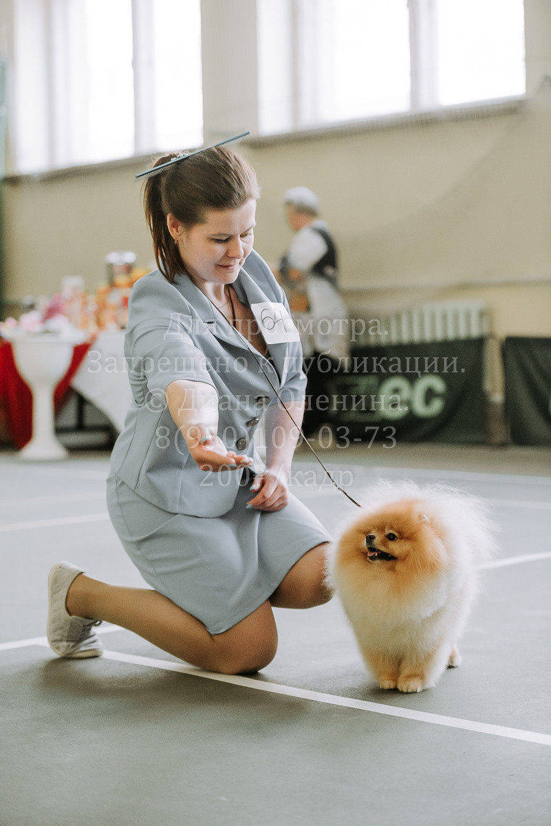 26.03.2022 Выставка собак г. Братск Континенталь. Фотограф Диана Оленина Красноярск / Братск