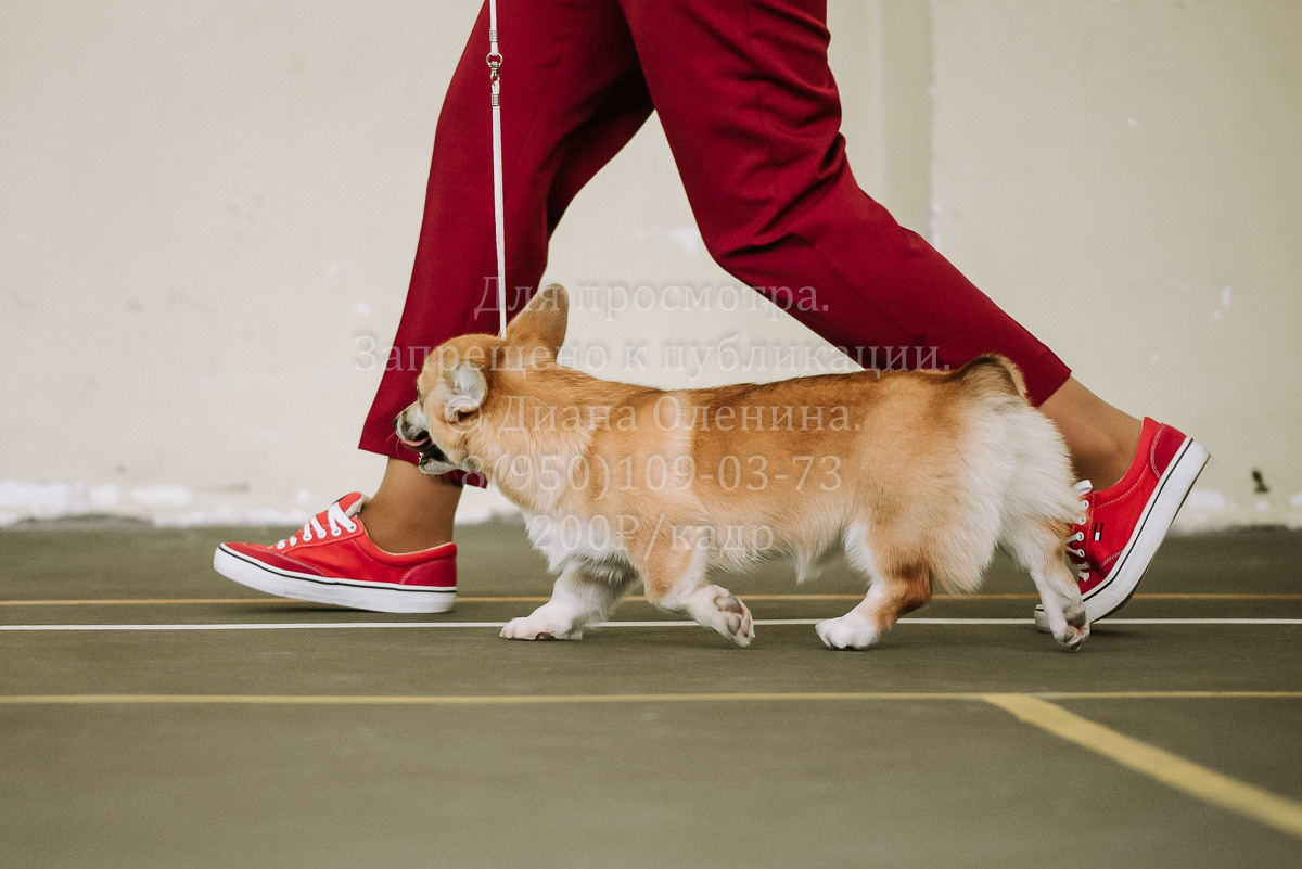 26.03.2022 Выставка собак г. Братск Континенталь. Фотограф Диана Оленина Красноярск / Братск