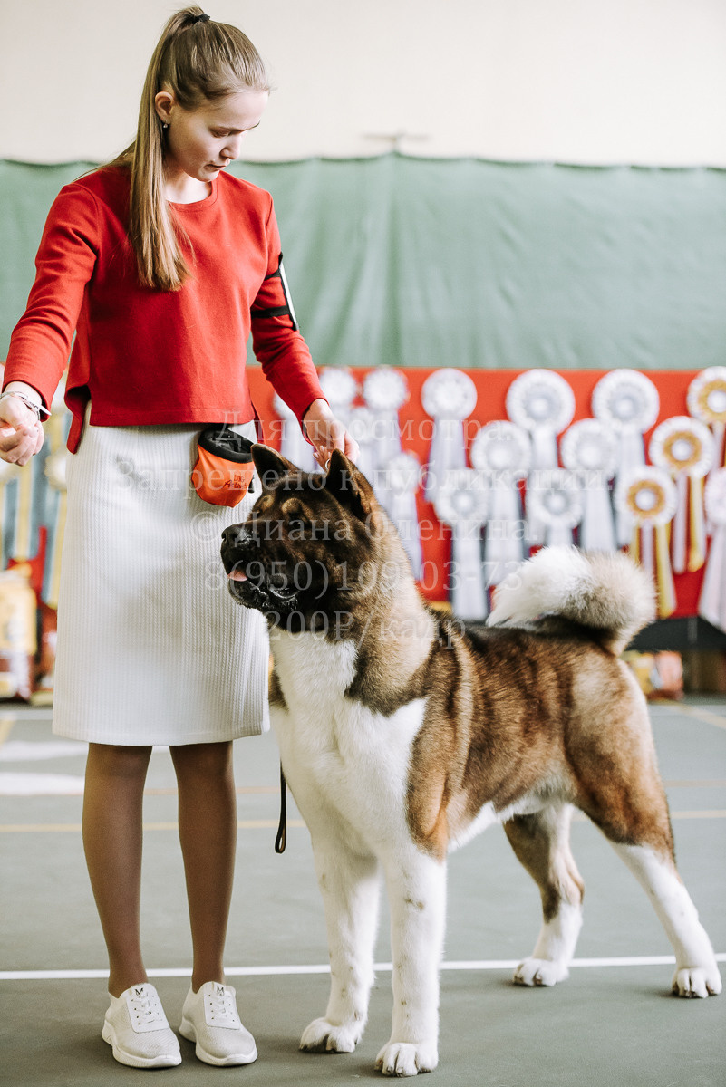 26.03.2022 Выставка собак г. Братск Континенталь. Фотограф Диана Оленина Красноярск / Братск