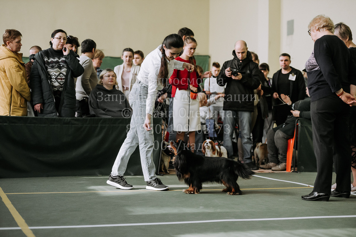 26.03.2022 Выставка собак г. Братск Континенталь. Фотограф Диана Оленина Красноярск / Братск