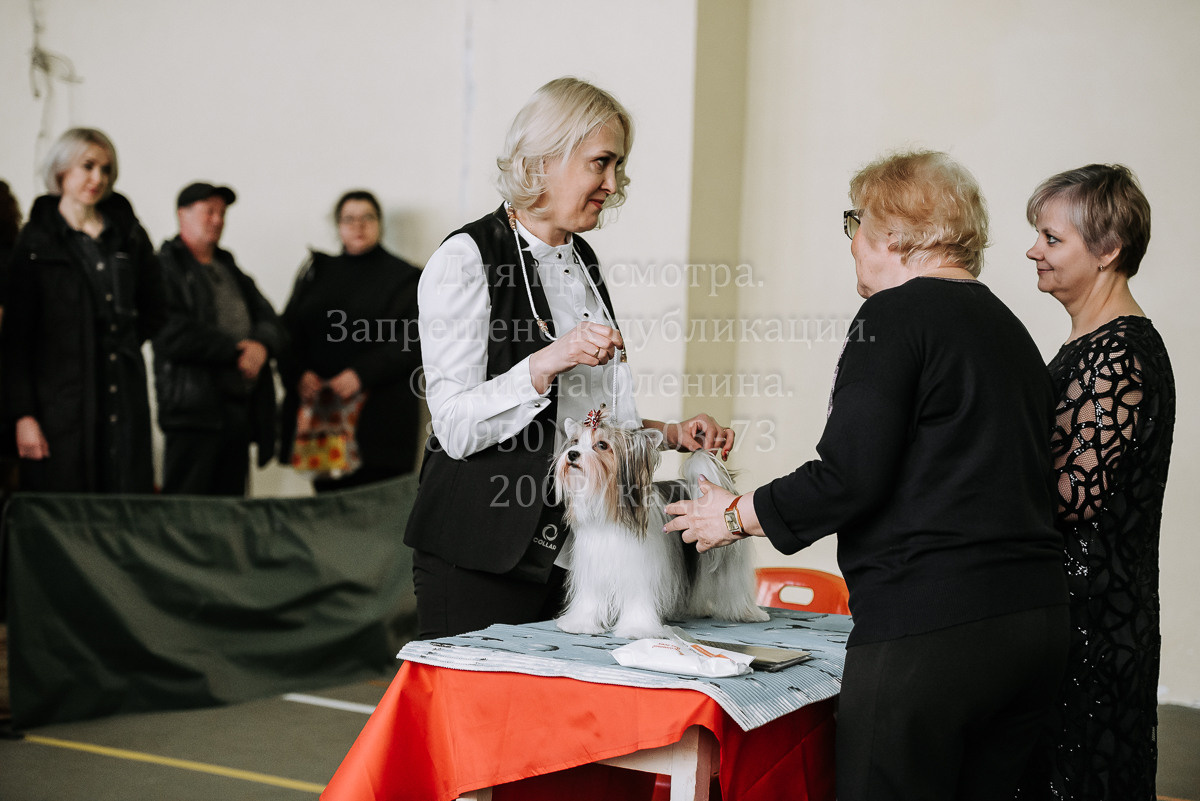 26.03.2022 Выставка собак г. Братск Континенталь. Фотограф Диана Оленина Красноярск / Братск
