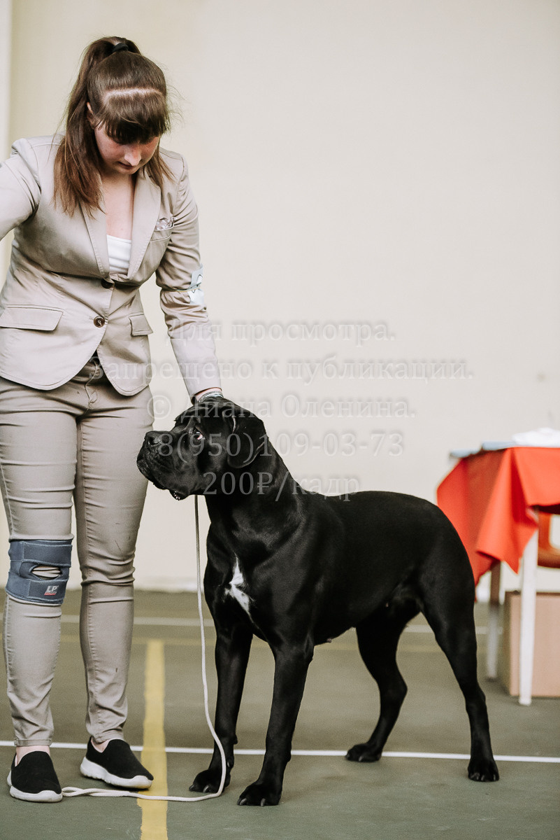 26.03.2022 Выставка собак г. Братск Континенталь. Фотограф Диана Оленина Красноярск / Братск