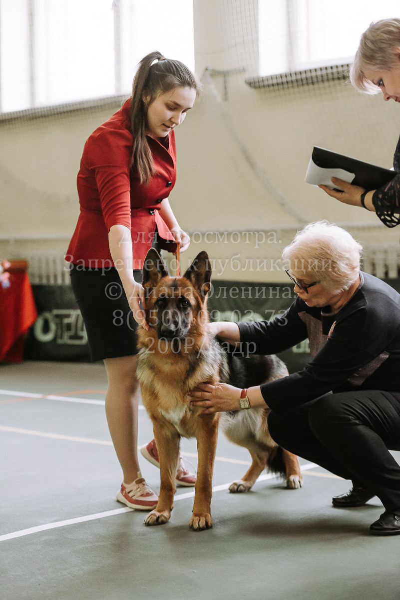 26.03.2022 Выставка собак г. Братск Континенталь. Фотограф Диана Оленина Красноярск / Братск