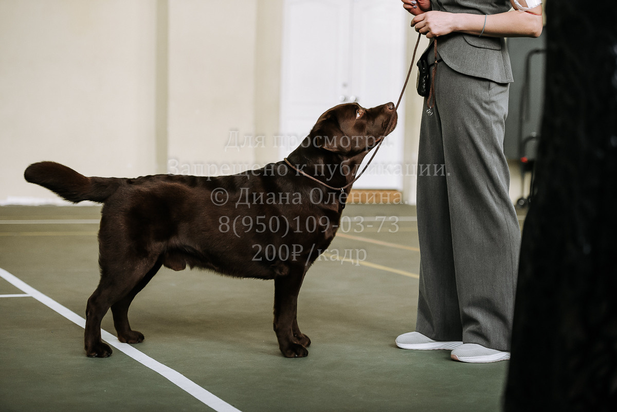 26.03.2022 Выставка собак г. Братск Континенталь. Фотограф Диана Оленина Красноярск / Братск