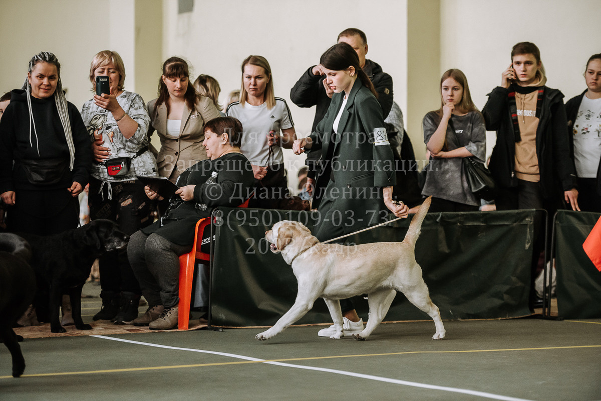 26.03.2022 Выставка собак г. Братск Континенталь. Фотограф Диана Оленина Красноярск / Братск