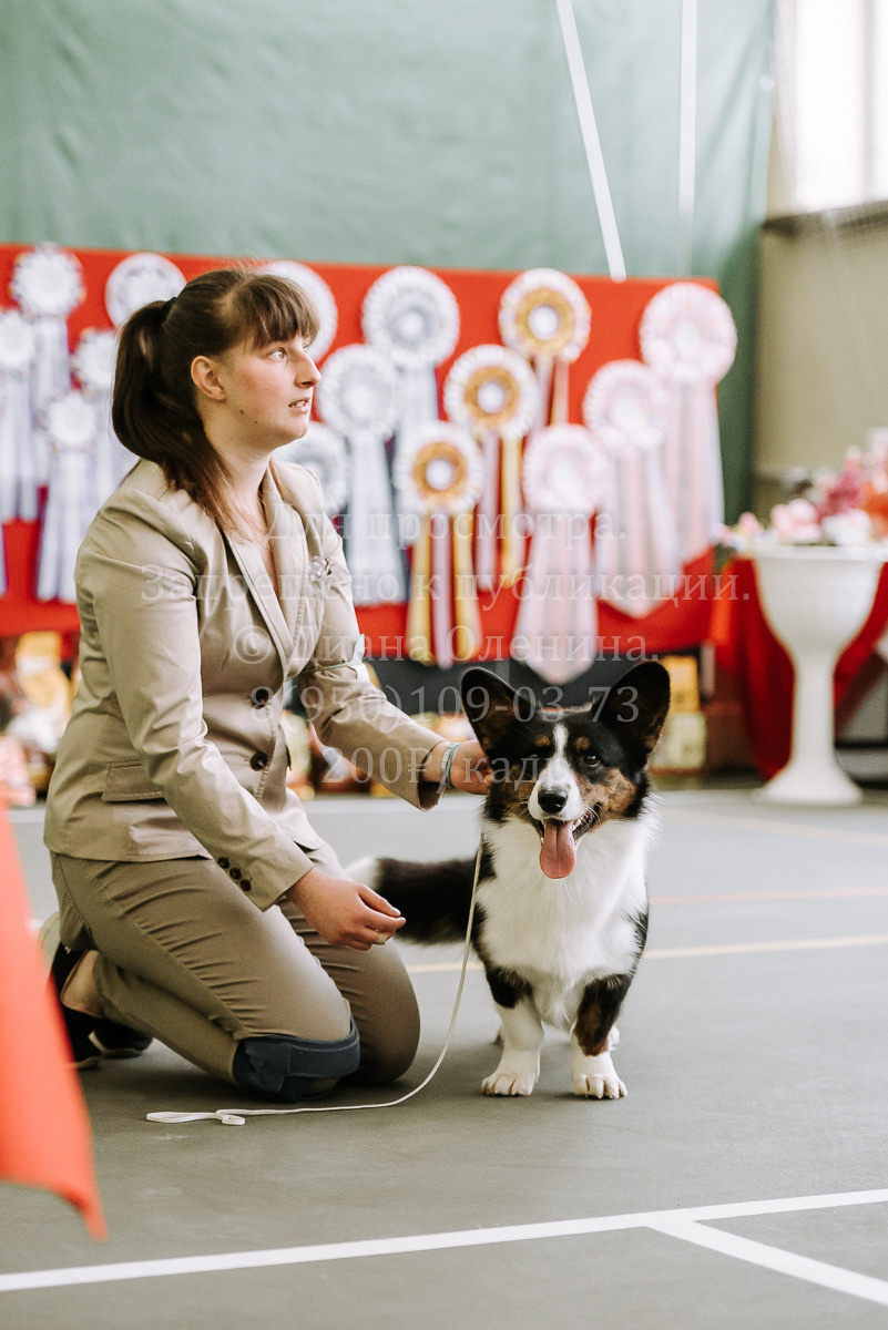 26.03.2022 Выставка собак г. Братск Континенталь. Фотограф Диана Оленина Красноярск / Братск