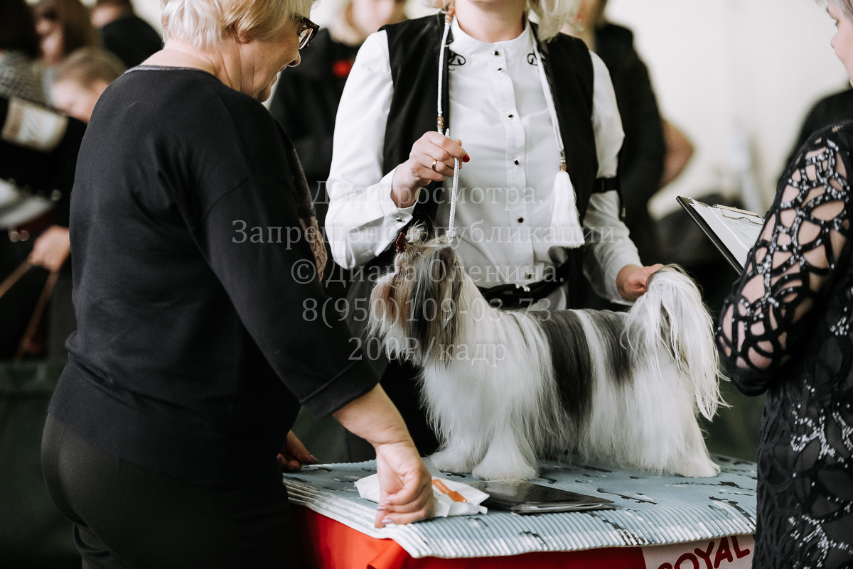 26.03.2022 Выставка собак г. Братск Континенталь. Фотограф Диана Оленина Красноярск / Братск