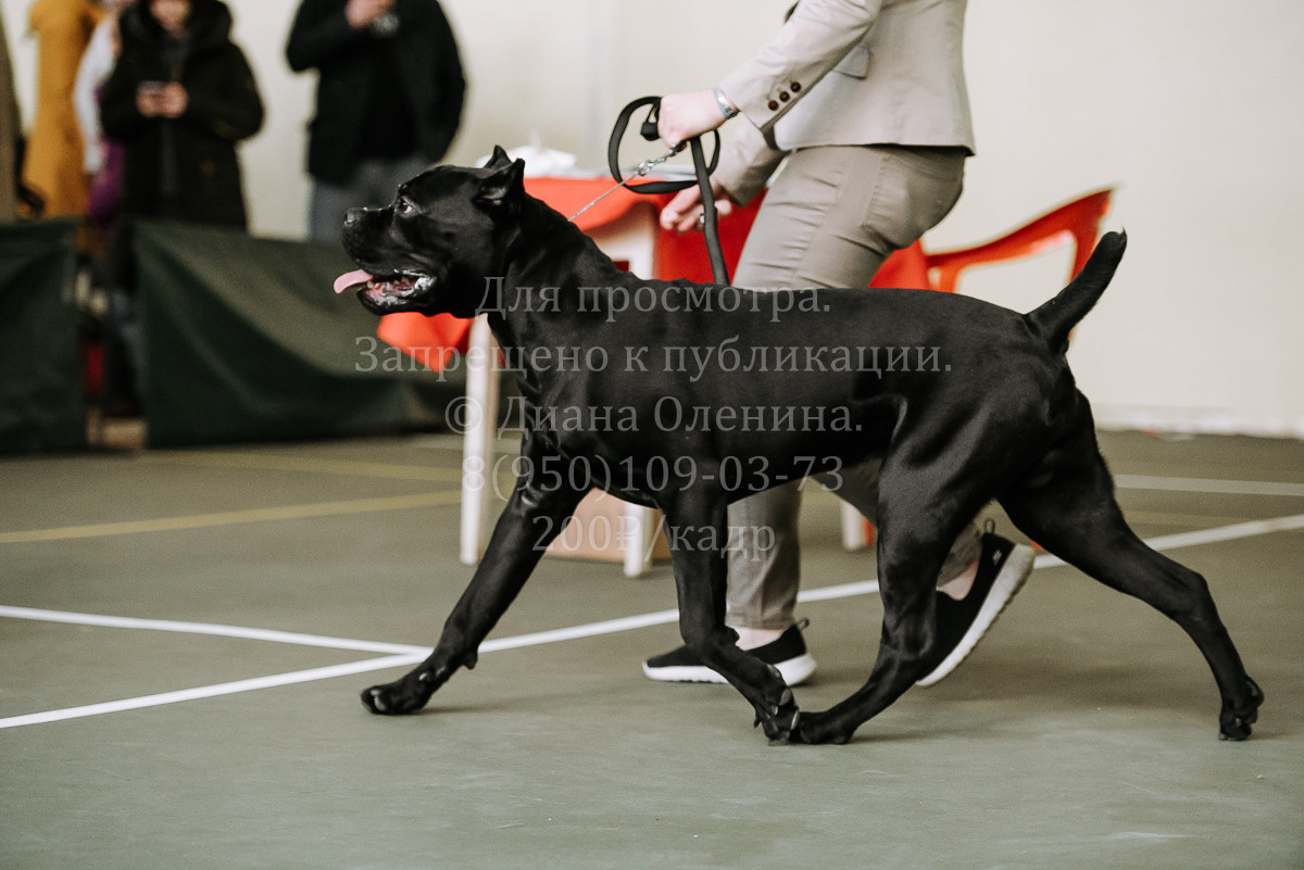 26.03.2022 Выставка собак г. Братск Континенталь. Фотограф Диана Оленина Красноярск / Братск