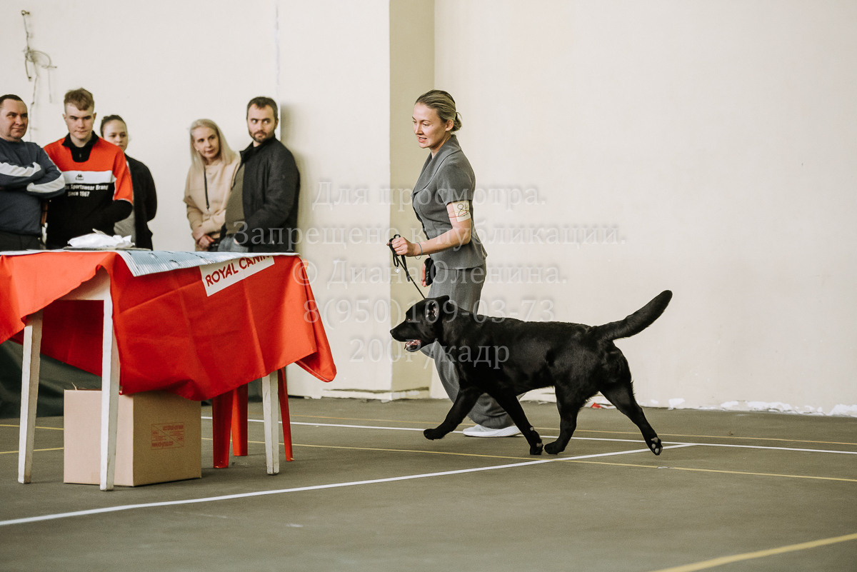 26.03.2022 Выставка собак г. Братск Континенталь. Фотограф Диана Оленина Красноярск / Братск