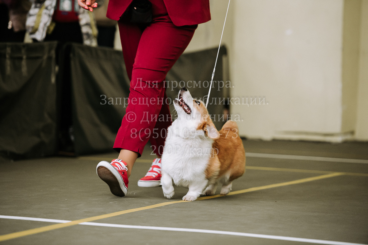 26.03.2022 Выставка собак г. Братск Континенталь. Фотограф Диана Оленина Красноярск / Братск