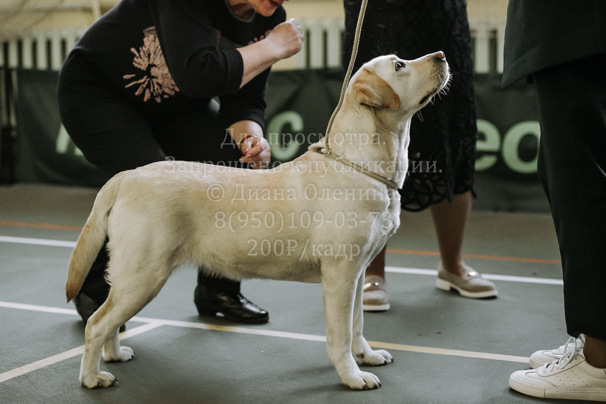 26.03.2022 Выставка собак г. Братск Континенталь. Фотограф Диана Оленина Красноярск / Братск