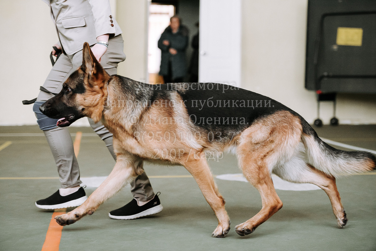 26.03.2022 Выставка собак г. Братск Континенталь. Фотограф Диана Оленина Красноярск / Братск
