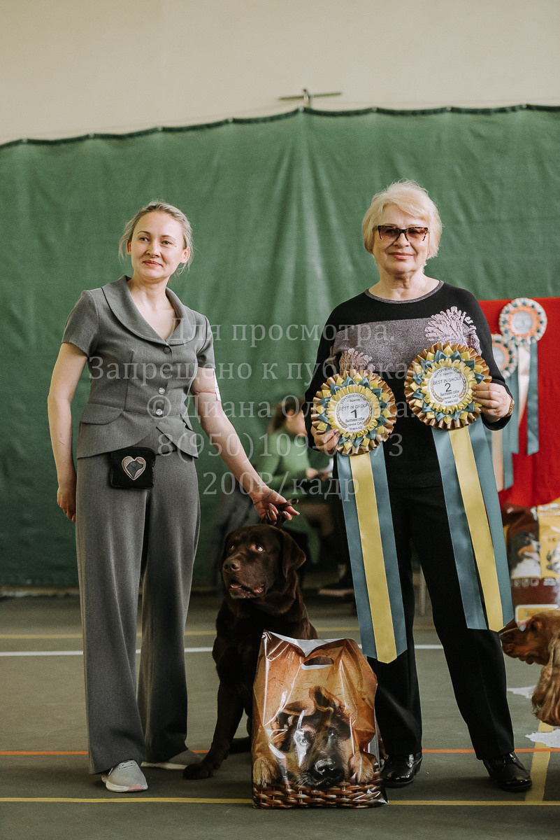 26.03.2022 Выставка собак г. Братск Континенталь. Фотограф Диана Оленина Красноярск / Братск