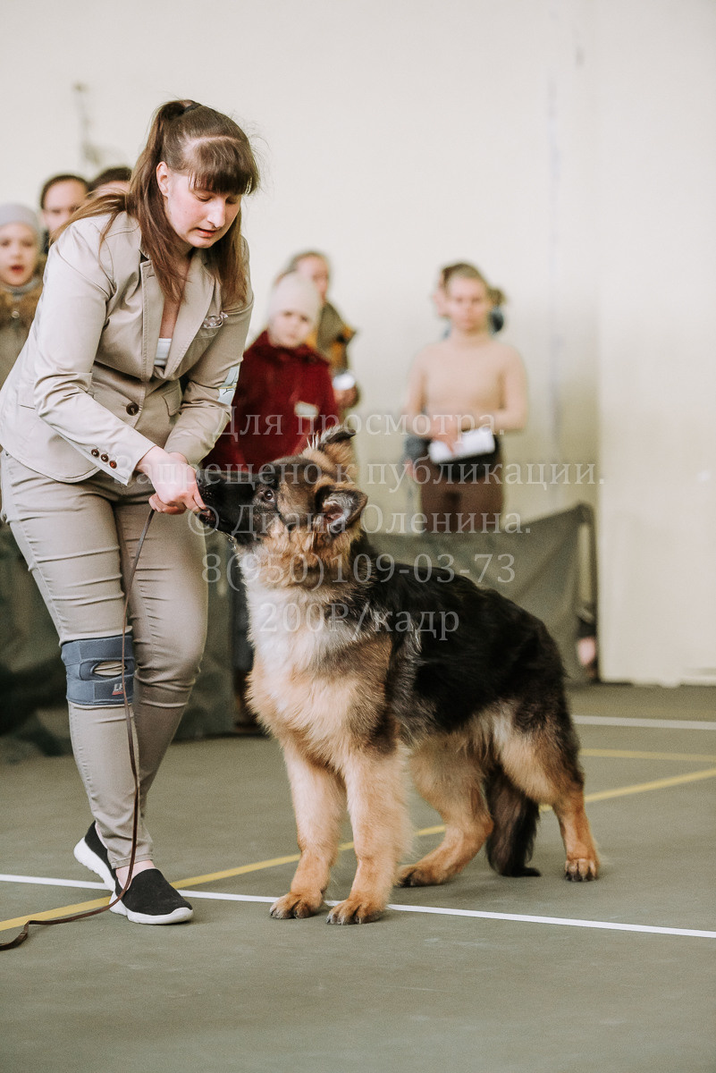 26.03.2022 Выставка собак г. Братск Континенталь. Фотограф Диана Оленина Красноярск / Братск