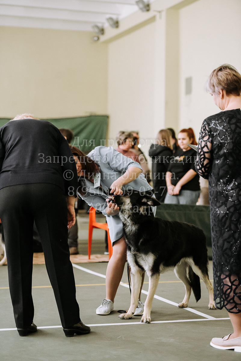 26.03.2022 Выставка собак г. Братск Континенталь. Фотограф Диана Оленина Красноярск / Братск