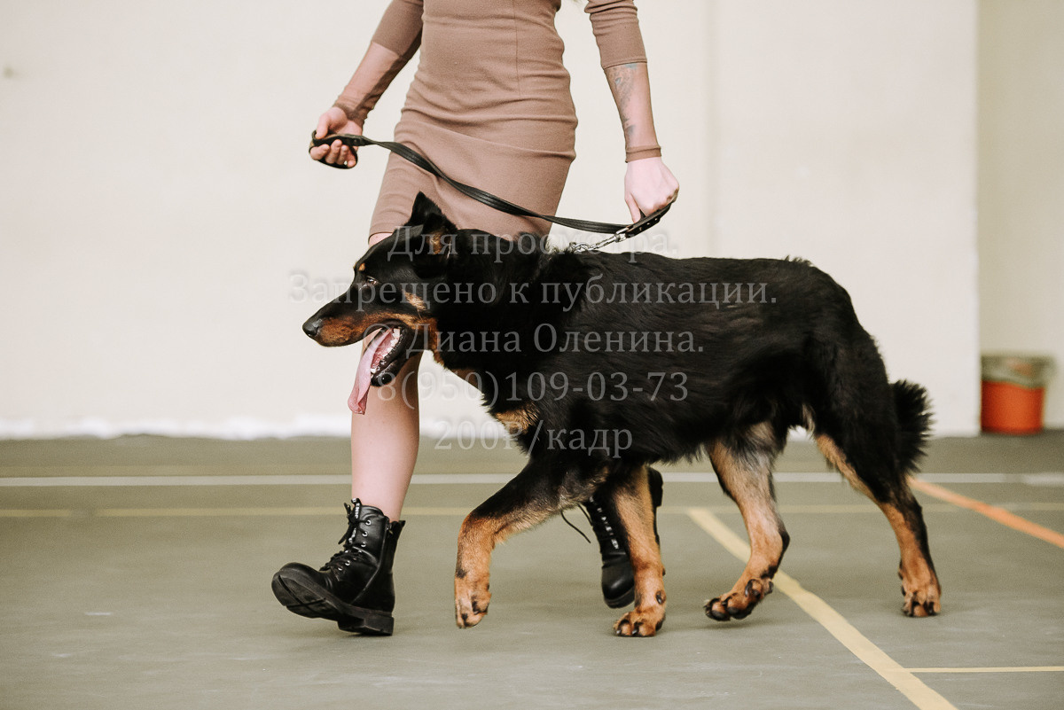 26.03.2022 Выставка собак г. Братск Континенталь. Фотограф Диана Оленина Красноярск / Братск