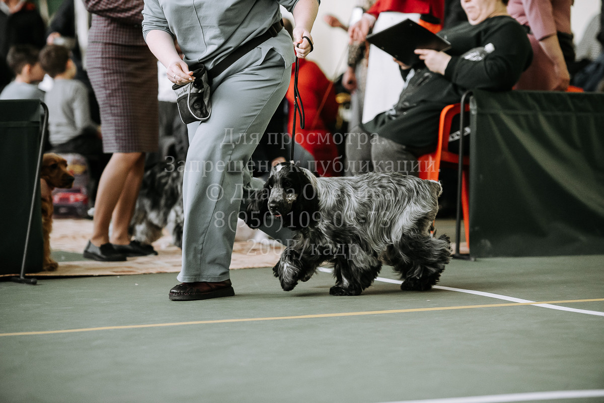 26.03.2022 Выставка собак г. Братск Континенталь. Фотограф Диана Оленина Красноярск / Братск