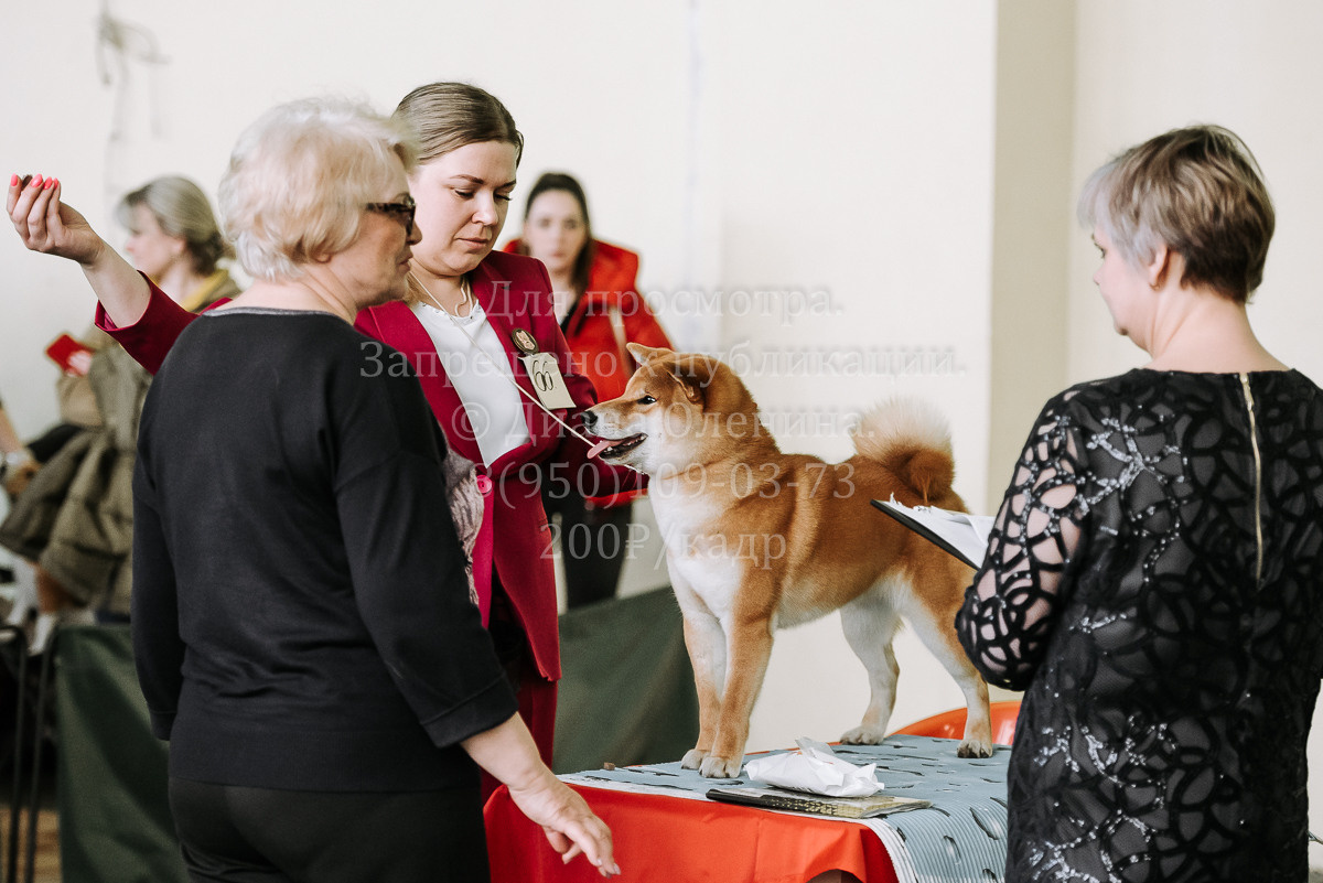 26.03.2022 Выставка собак г. Братск Континенталь. Фотограф Диана Оленина Красноярск / Братск