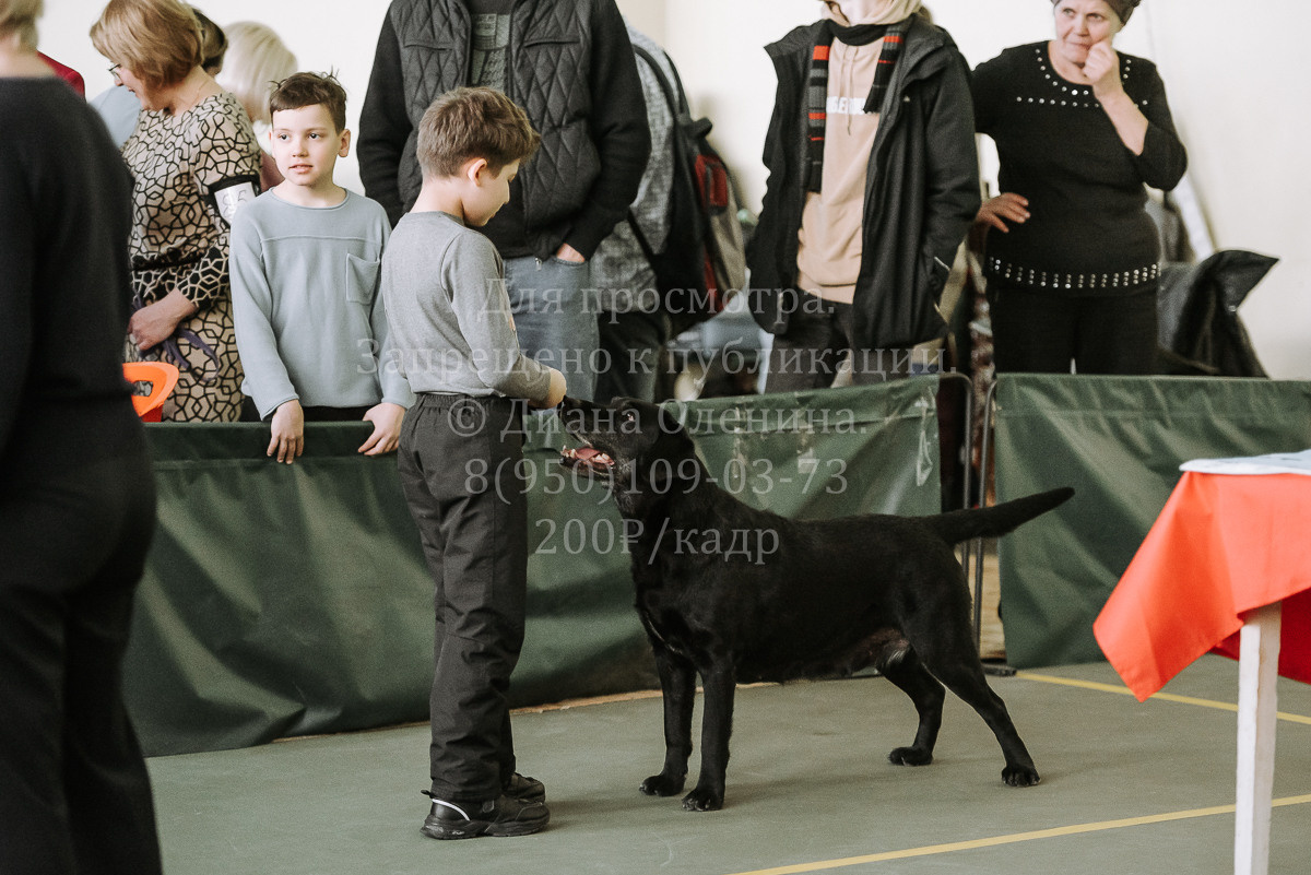 26.03.2022 Выставка собак г. Братск Континенталь. Фотограф Диана Оленина Красноярск / Братск