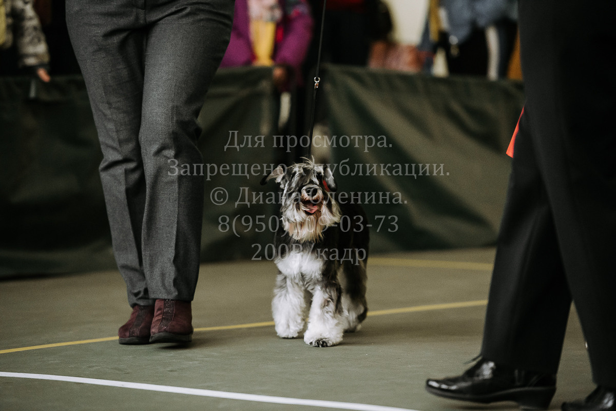26.03.2022 Выставка собак г. Братск Континенталь. Фотограф Диана Оленина Красноярск / Братск