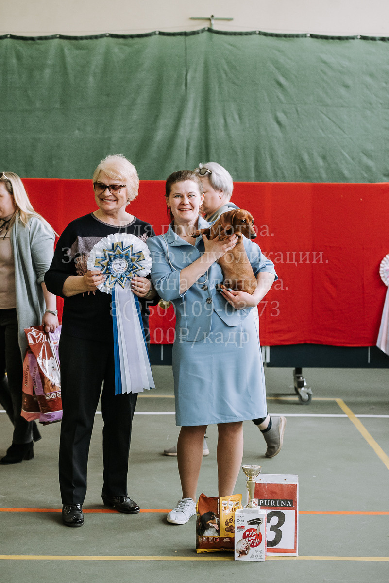 26.03.2022 Выставка собак г. Братск Континенталь. Фотограф Диана Оленина Красноярск / Братск