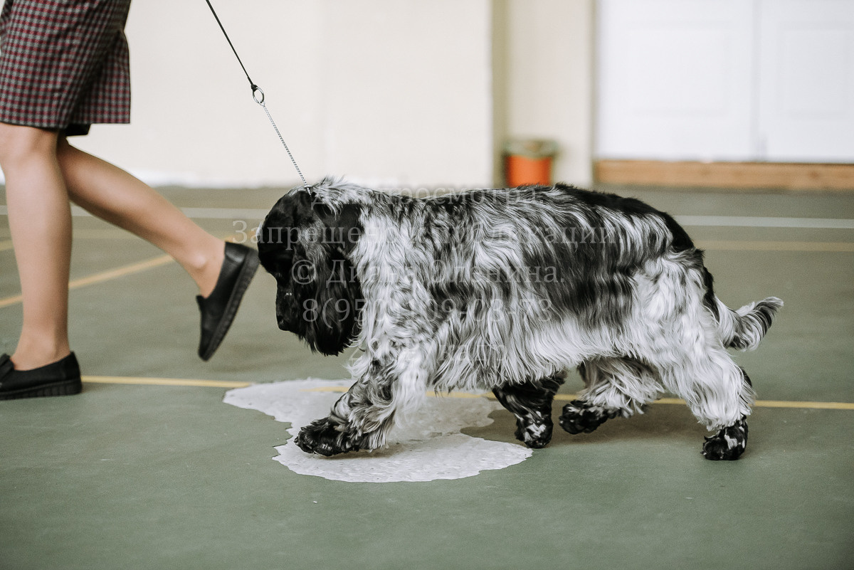 26.03.2022 Выставка собак г. Братск Континенталь. Фотограф Диана Оленина Красноярск / Братск