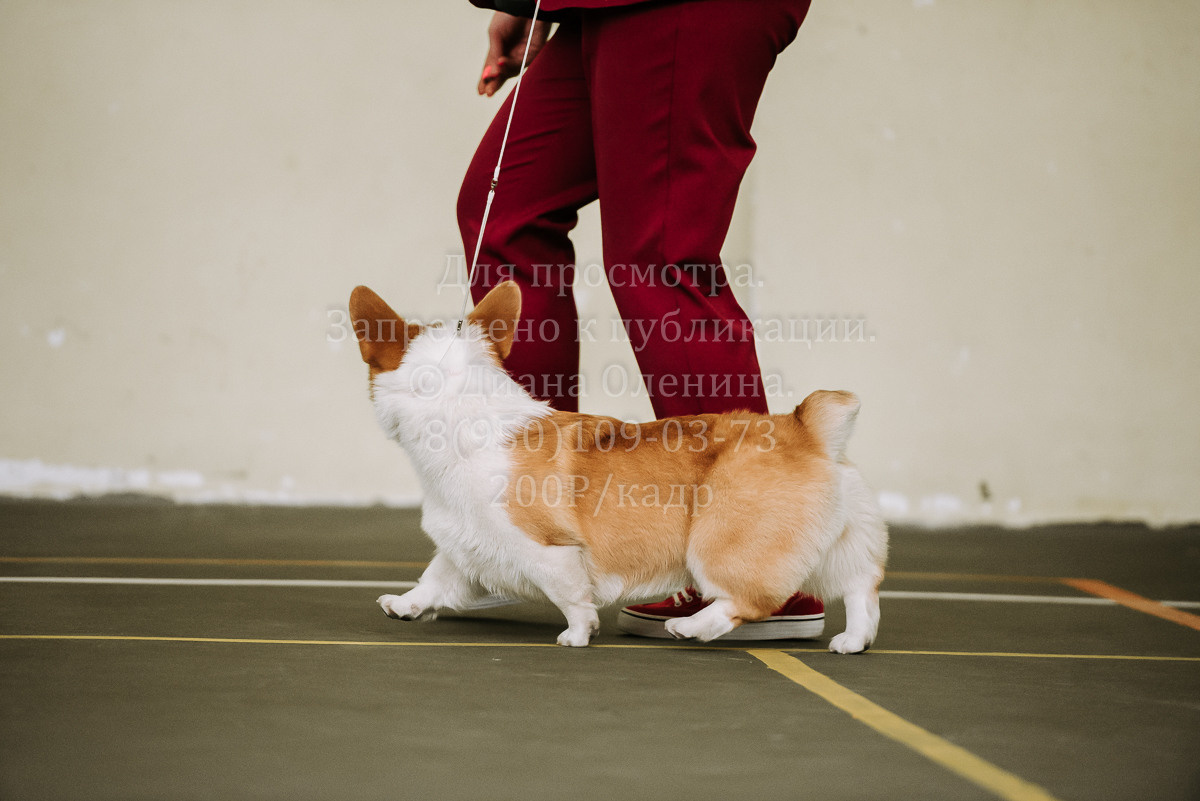 26.03.2022 Выставка собак г. Братск Континенталь. Фотограф Диана Оленина Красноярск / Братск