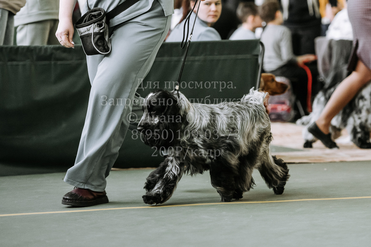 26.03.2022 Выставка собак г. Братск Континенталь. Фотограф Диана Оленина Красноярск / Братск