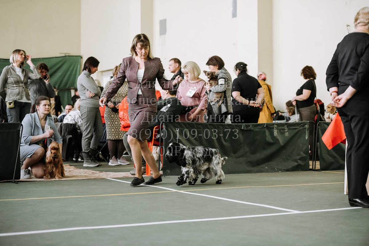 26.03.2022 Выставка собак г. Братск Континенталь. Фотограф Диана Оленина Красноярск / Братск