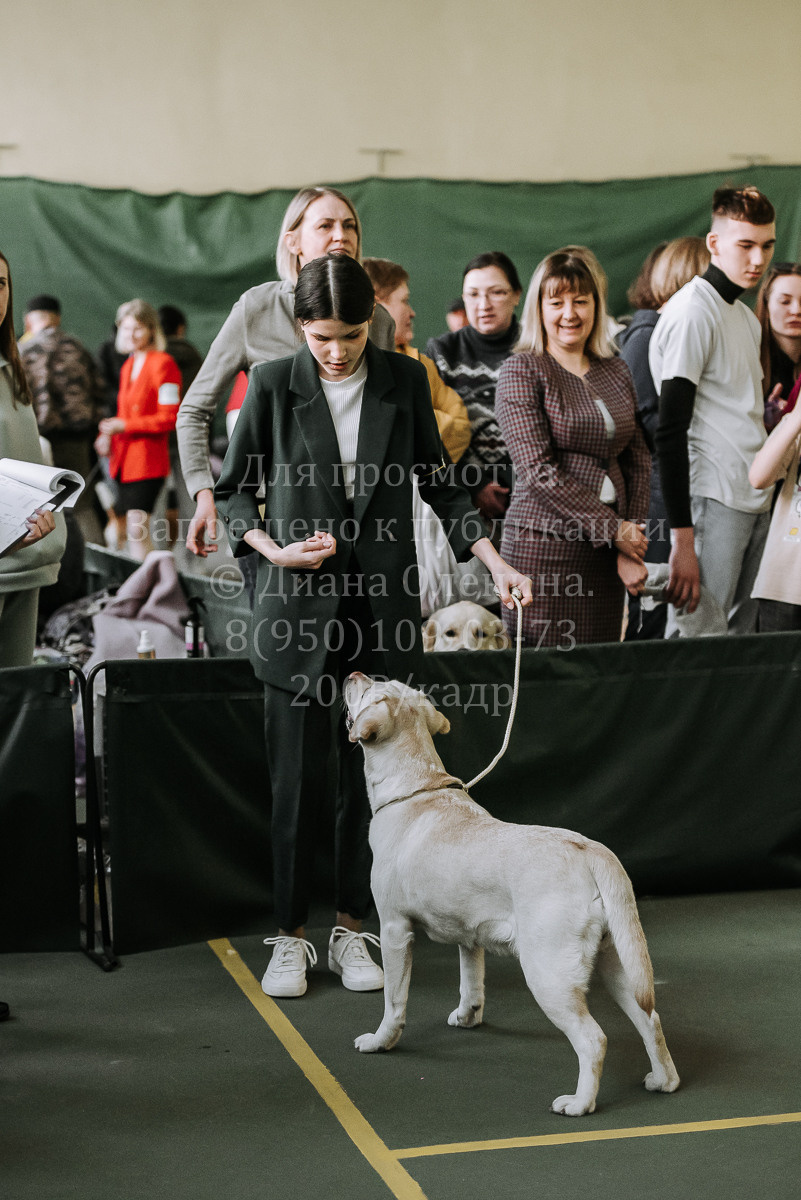 26.03.2022 Выставка собак г. Братск Континенталь. Фотограф Диана Оленина Красноярск / Братск