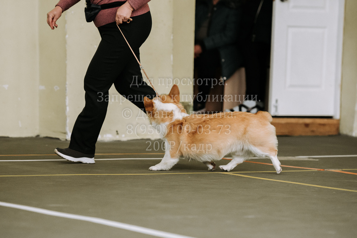 26.03.2022 Выставка собак г. Братск Континенталь. Фотограф Диана Оленина Красноярск / Братск
