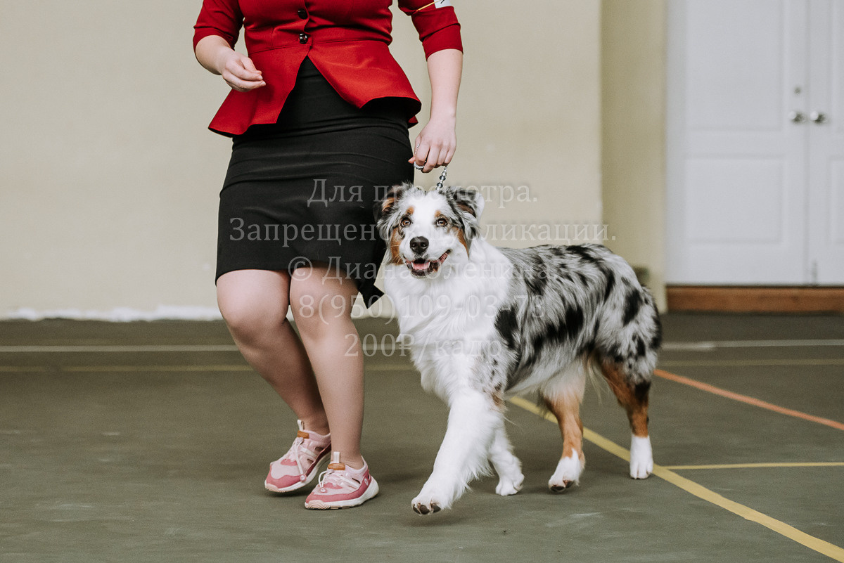 26.03.2022 Выставка собак г. Братск Континенталь. Фотограф Диана Оленина Красноярск / Братск