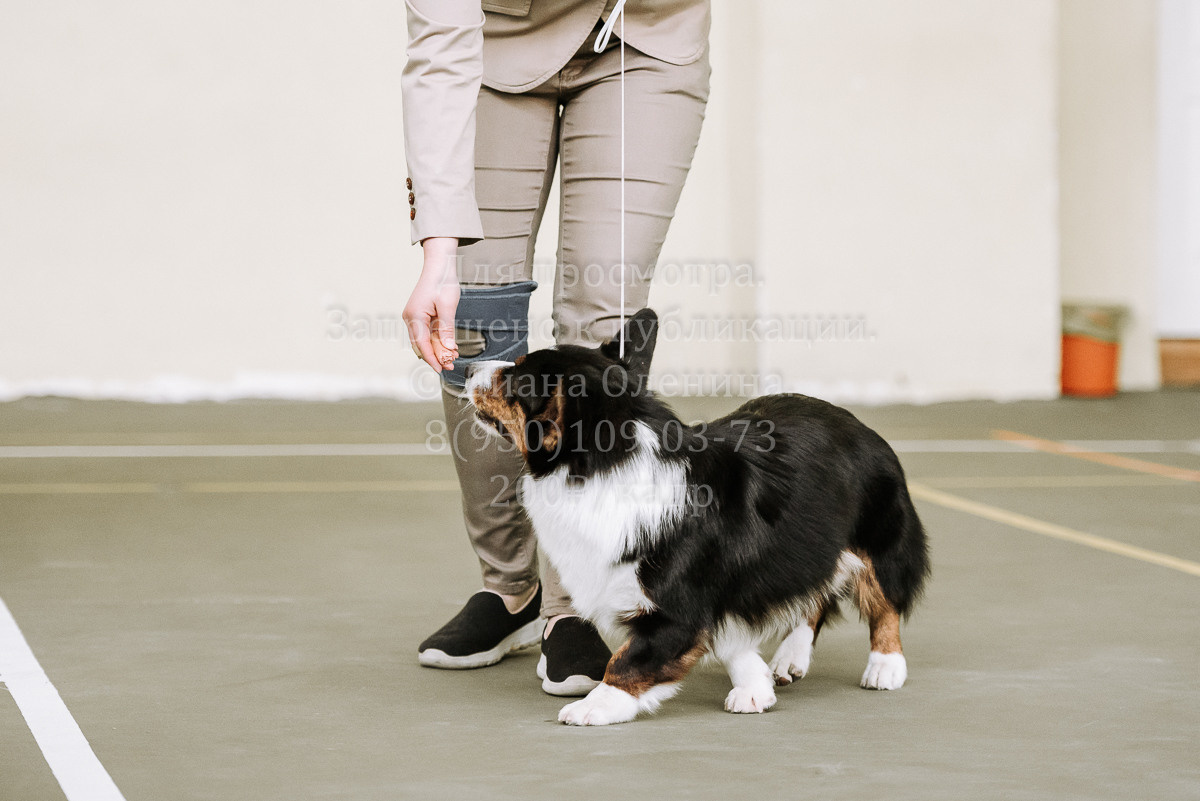 26.03.2022 Выставка собак г. Братск Континенталь. Фотограф Диана Оленина Красноярск / Братск