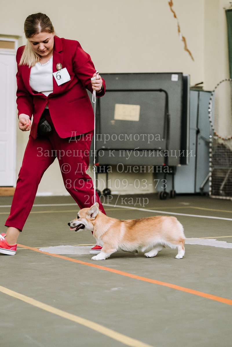 26.03.2022 Выставка собак г. Братск Континенталь. Фотограф Диана Оленина Красноярск / Братск